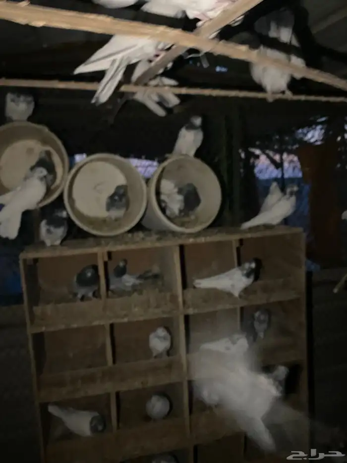 حمام باكستاني امهات 0