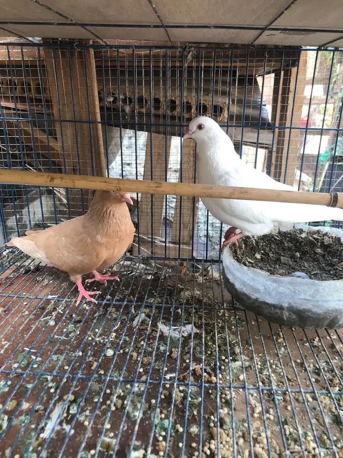 قلاب كوره الوان حلوه 11