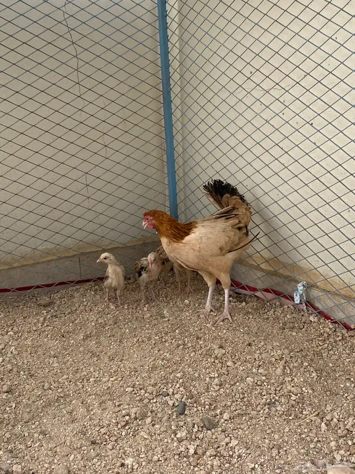 دجاجه مفرخه للبيع 2