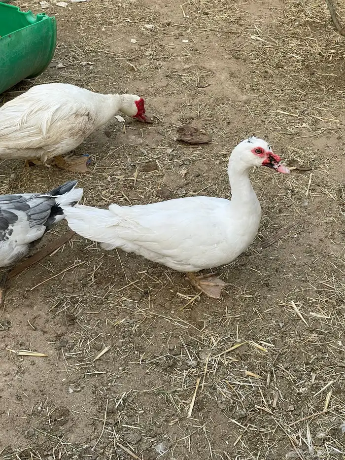 ذكور بط مصري 0