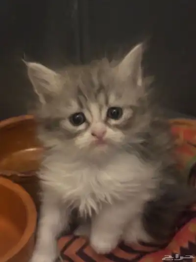 صغار قطط سكوتش index