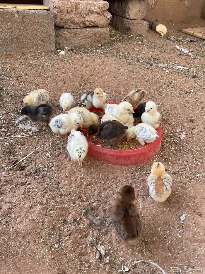 صيصان عمر 14 ايام صحه ممتازه 1