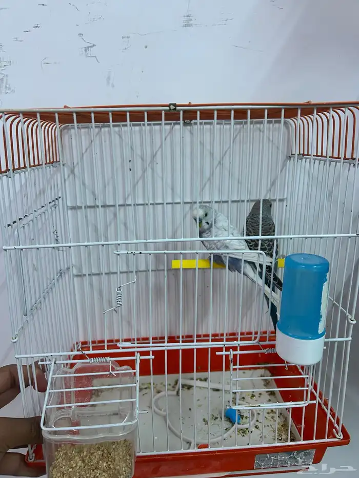 أزواج بادجي 4