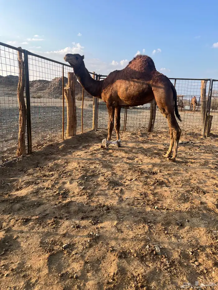 فحل احمر دم 10