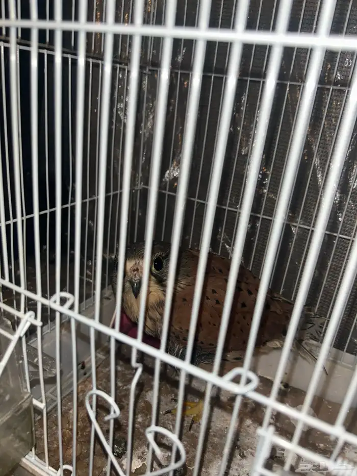 شبوت للبيع ع السوم 0