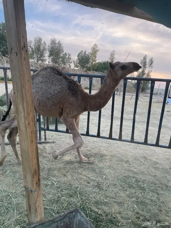 بكره طيبه كفو سمين 3