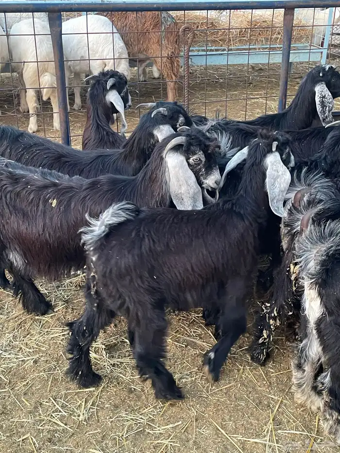 تيوس وجفرات 4