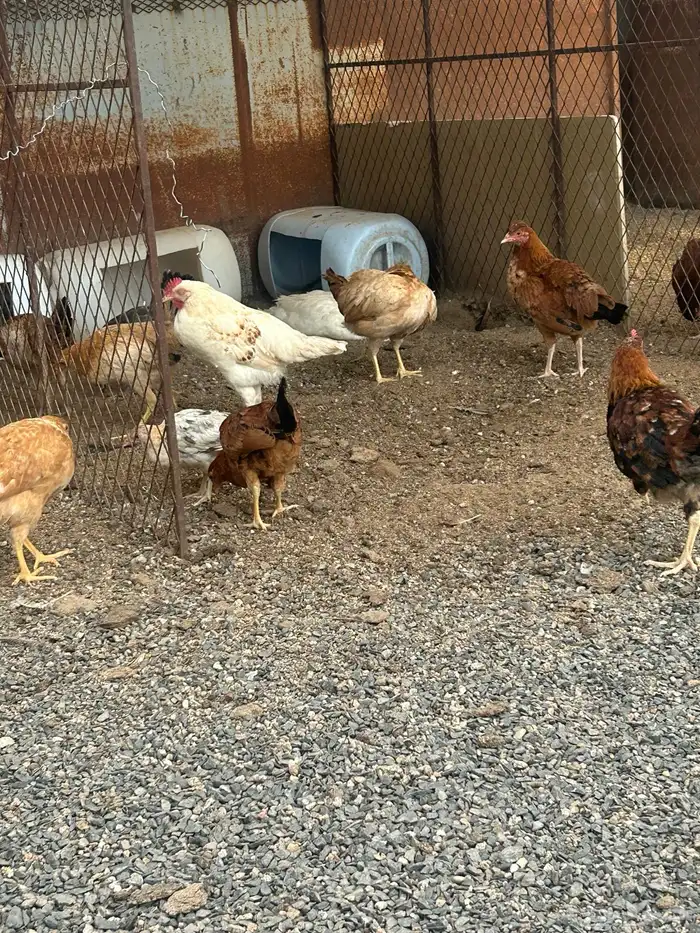 دجاج للبيع أعمارها 4شهور العدد 22 الحد 20ريال 1