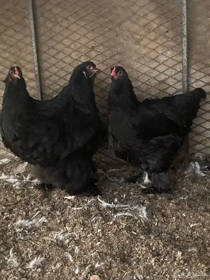 دجاج برهما بلاك 1