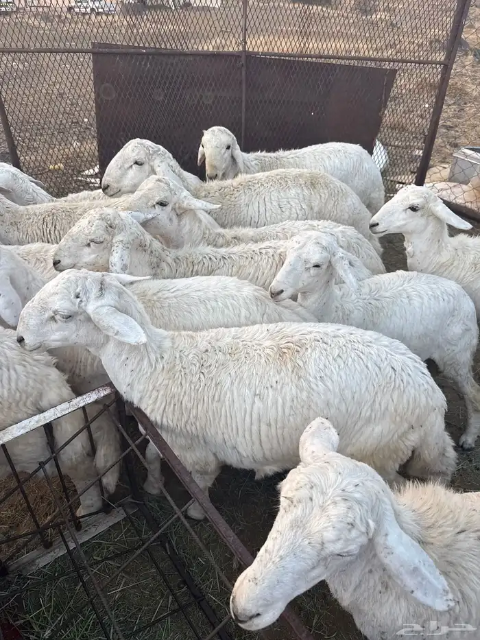 طليان جذعان للبيع 1