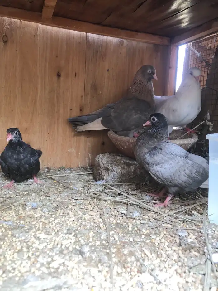 قلاب كوره الوان حلوه 25