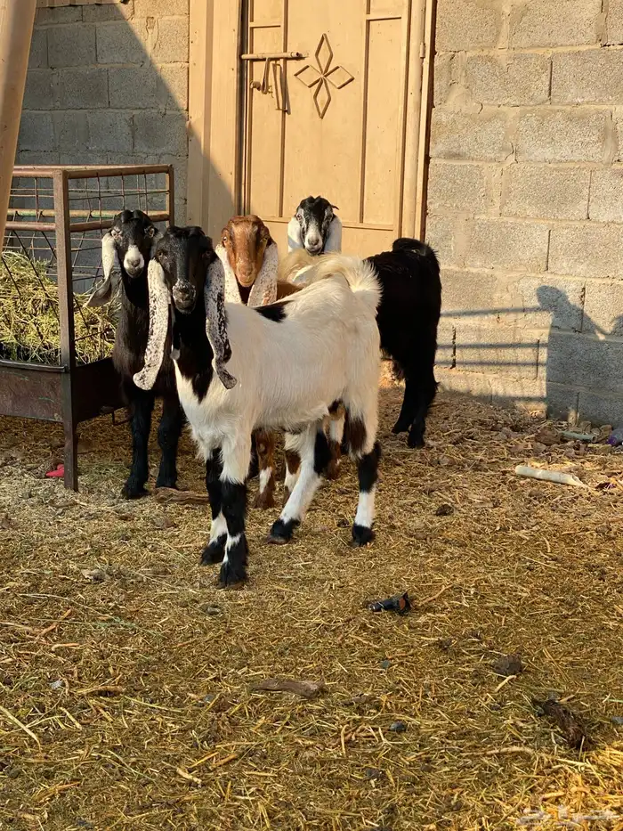 جفار العدد 4 5