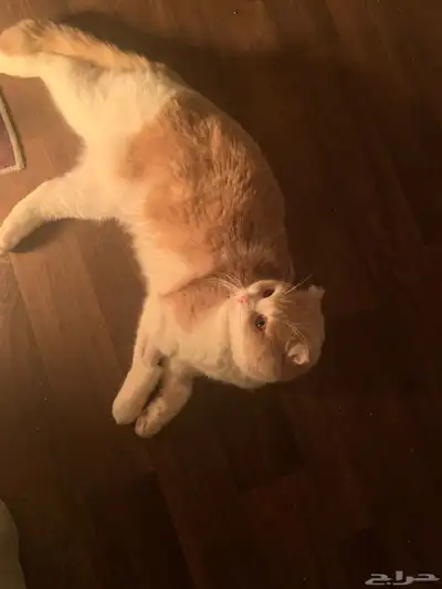 قطط سكوتش تبني بشروط index