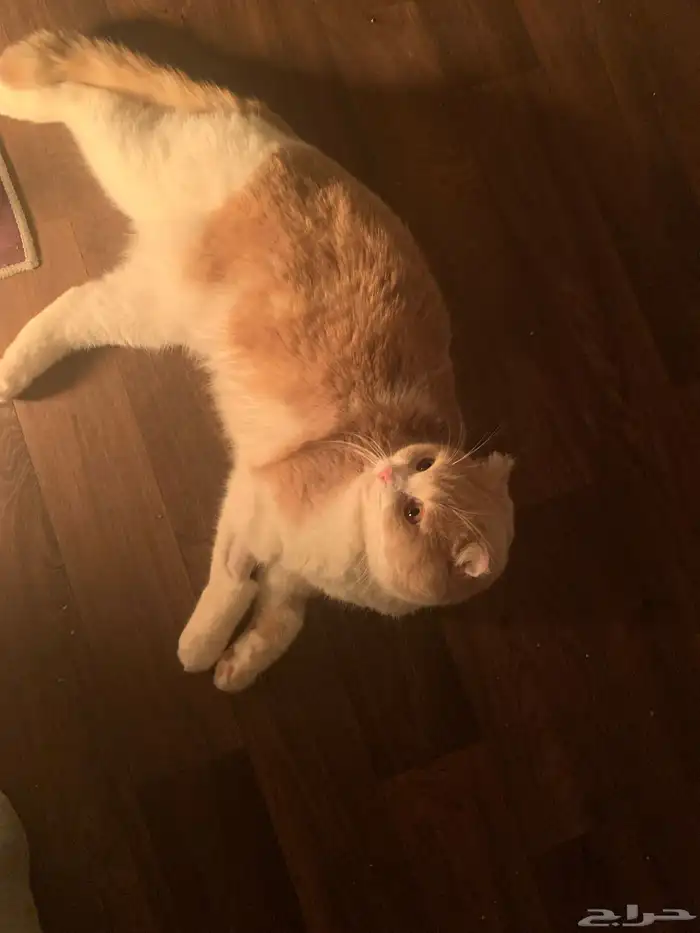 قطط سكوتش تبني بشروط 0