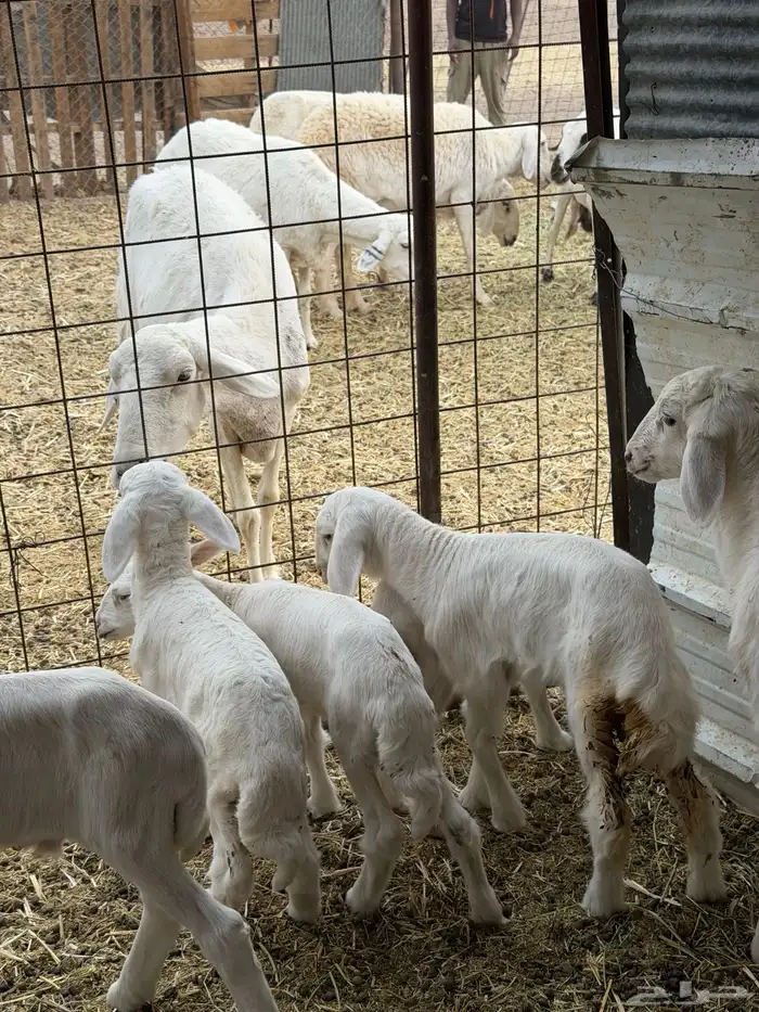 ضان حريات ولد ومضاريع نظيفه الحد 1350 3