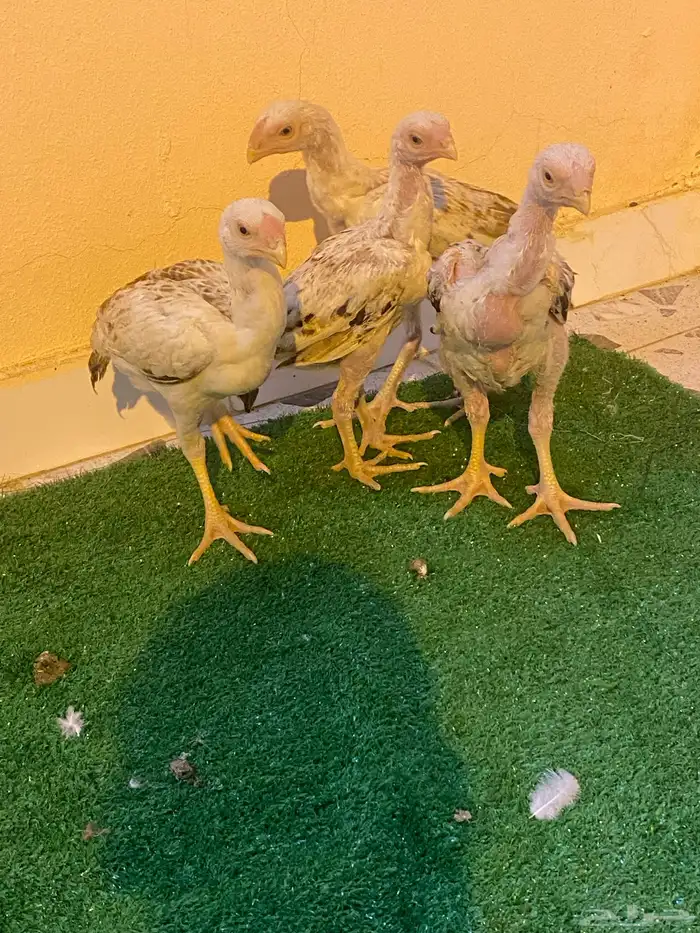 فروخ فارسي ماشاءالله من توب 10