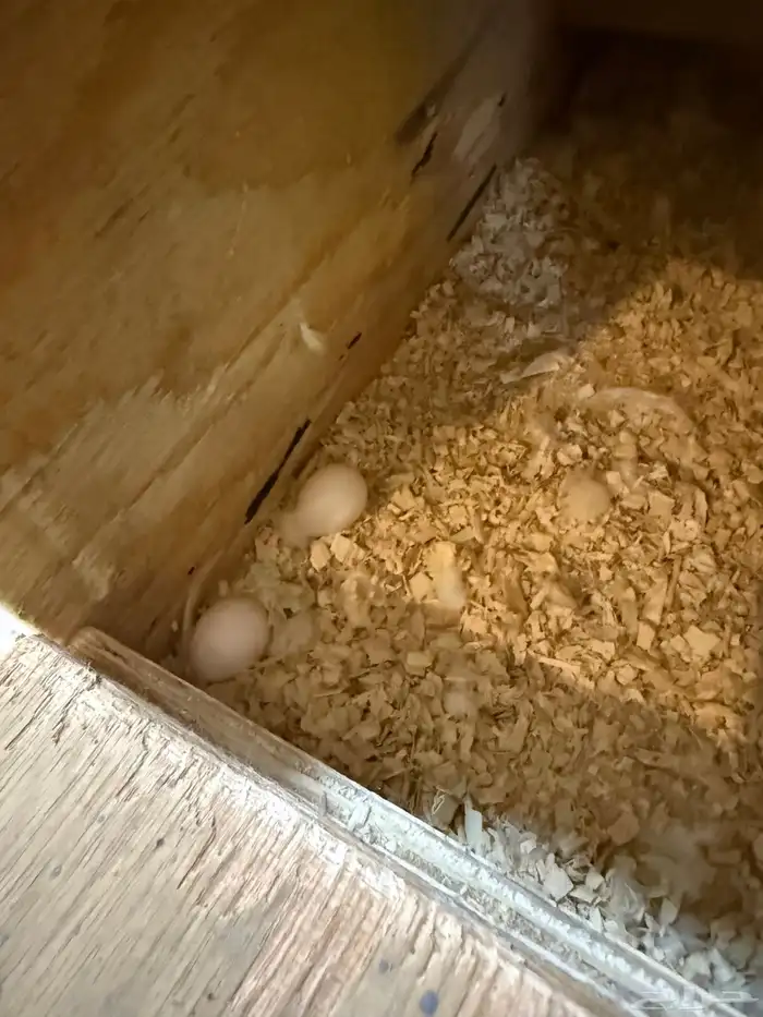 زوج كروان لاتينو معه بيض ومستوى عالي 3