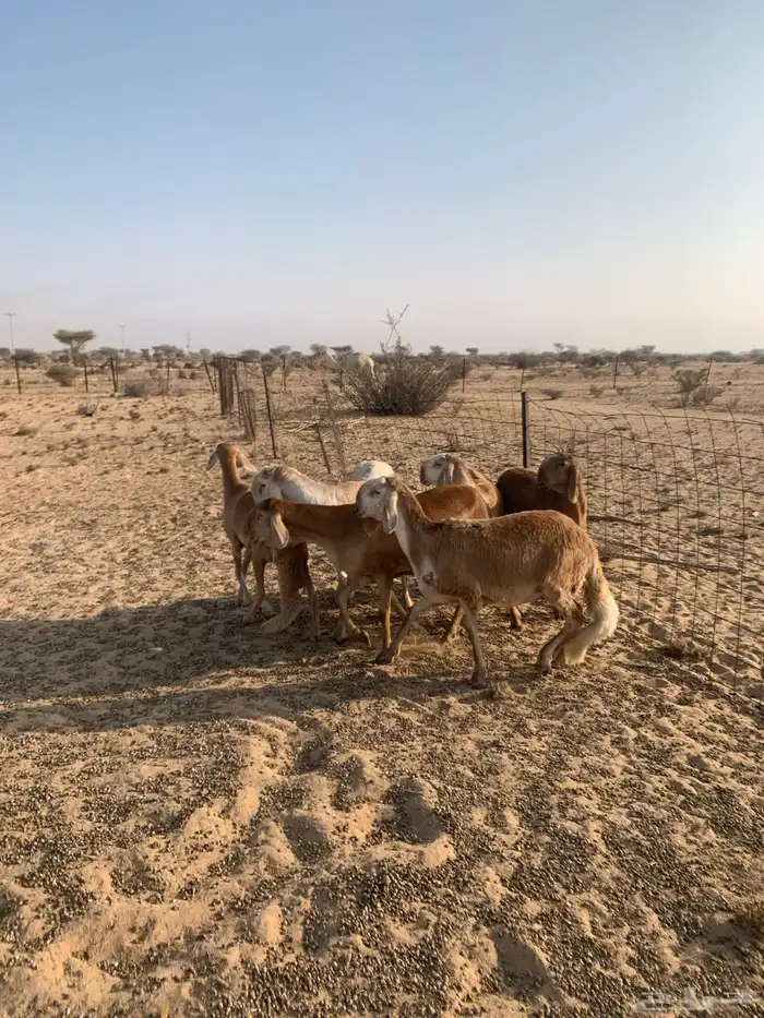 رخال سواكن صنف الصنف 1