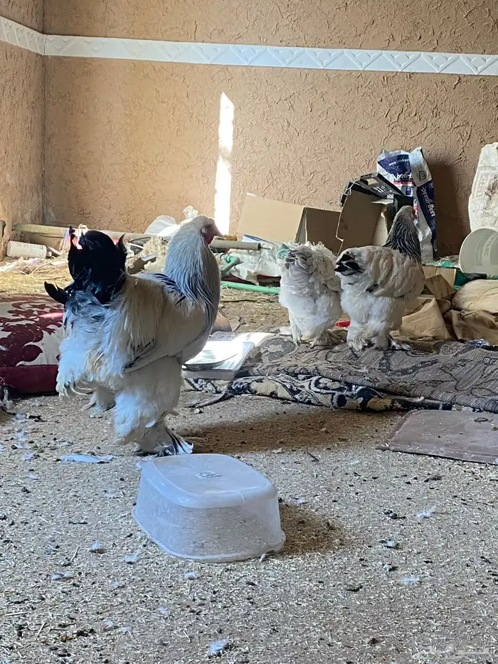 الخرج دجاج البراهما 3