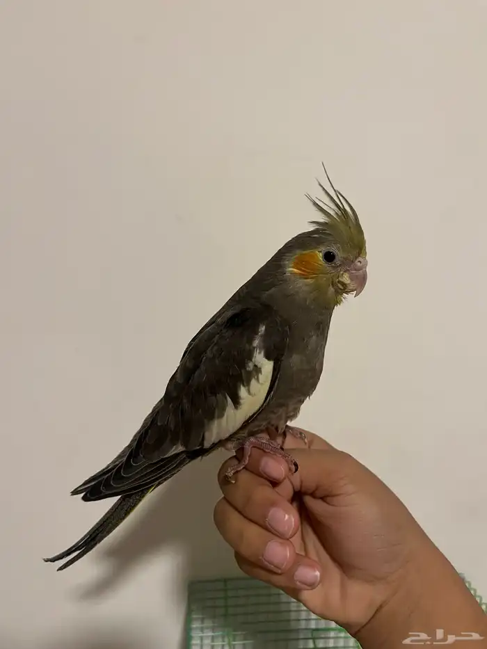 كروان هدد داخلي 1