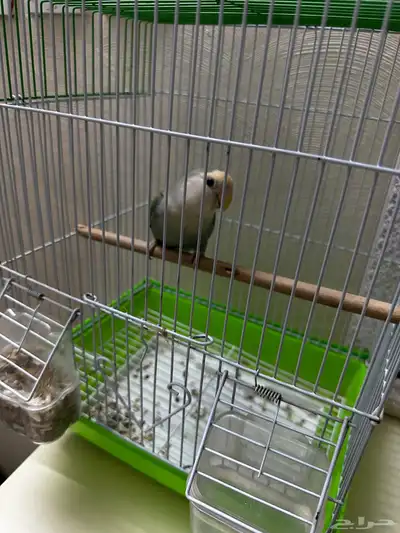 سبب البيع بسافر index