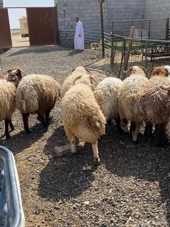 طليان نعيمي جبر ناهي 21