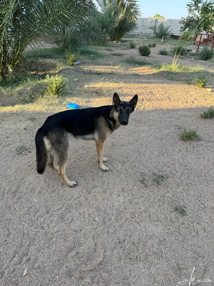 كلب بدون مقابل بشرط 4