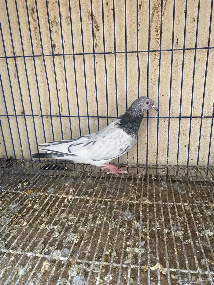 دكر باكستاني مام دين 3