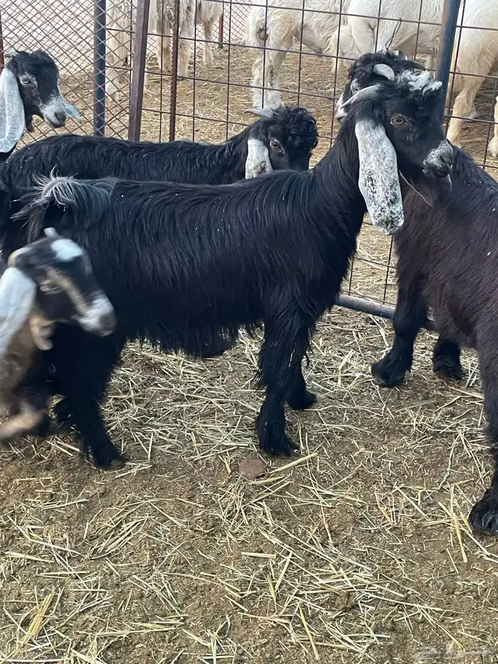 تيوس وجفرات 16