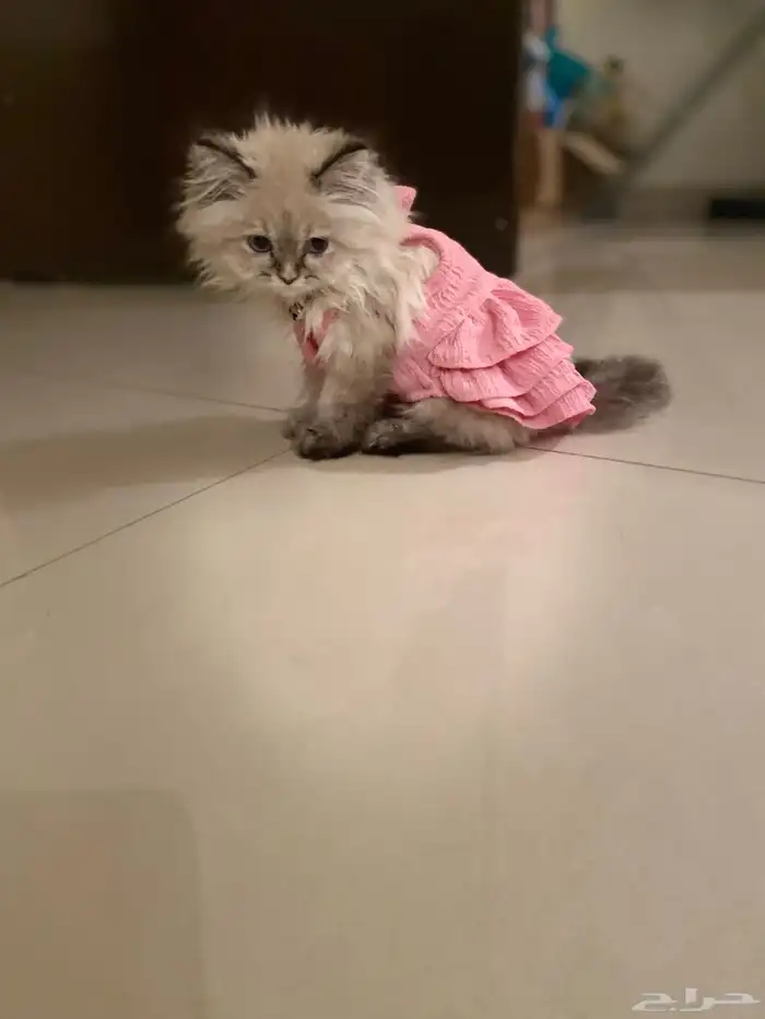 قطة هملايا للبيع 9