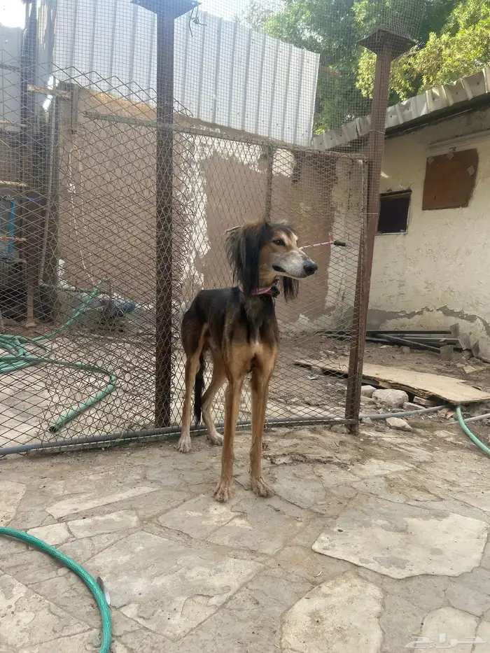 سلوقي عربي بيور 9