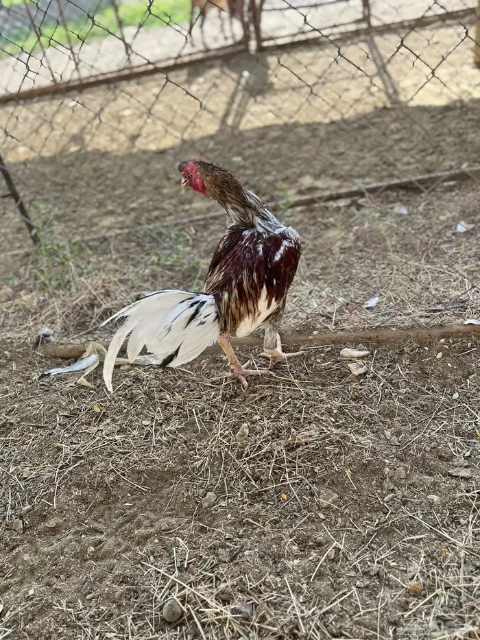 ديك بكستاني 1