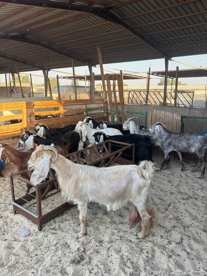 ماعز عوارض 0