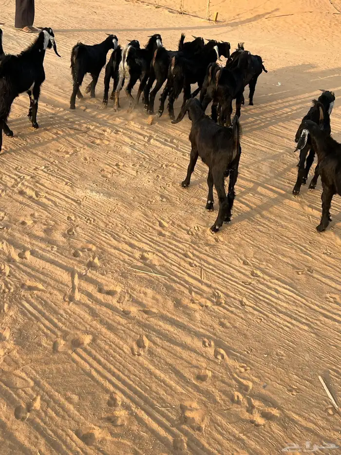 غنم تيوس عوارض العدد 9 للبيع الموقع الخرج 0