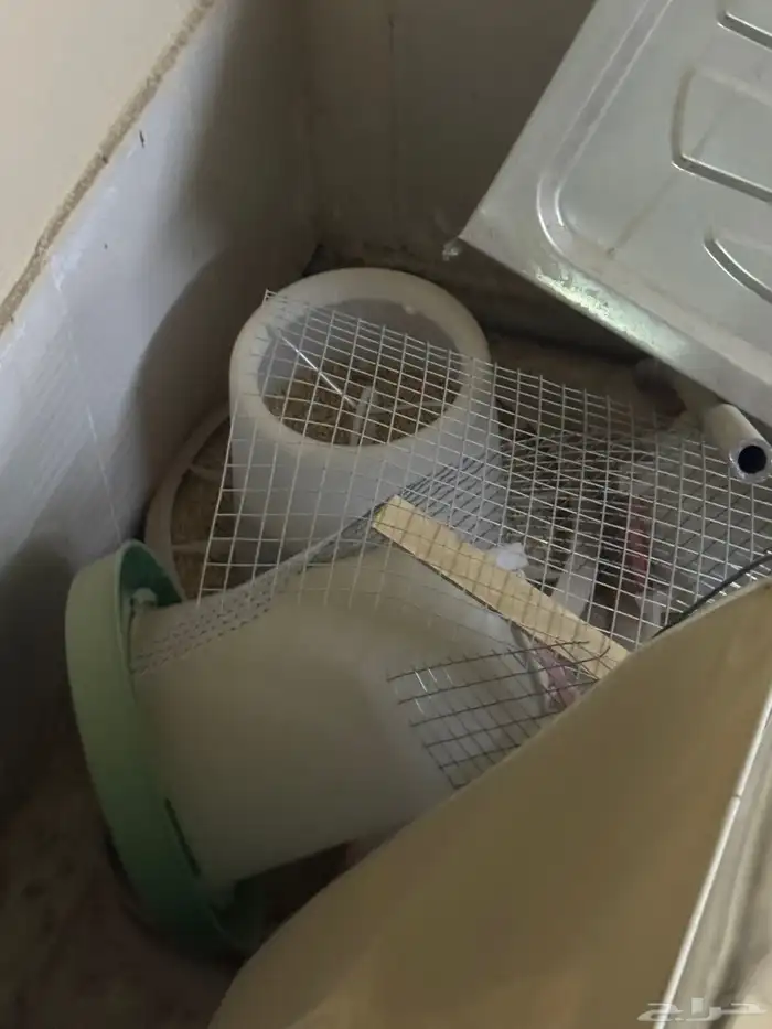 مستلزمات طيور 1