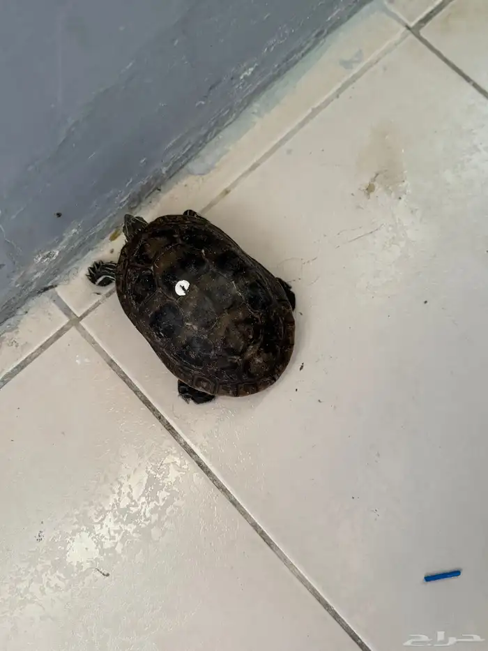 سلحفاة للبيع 0