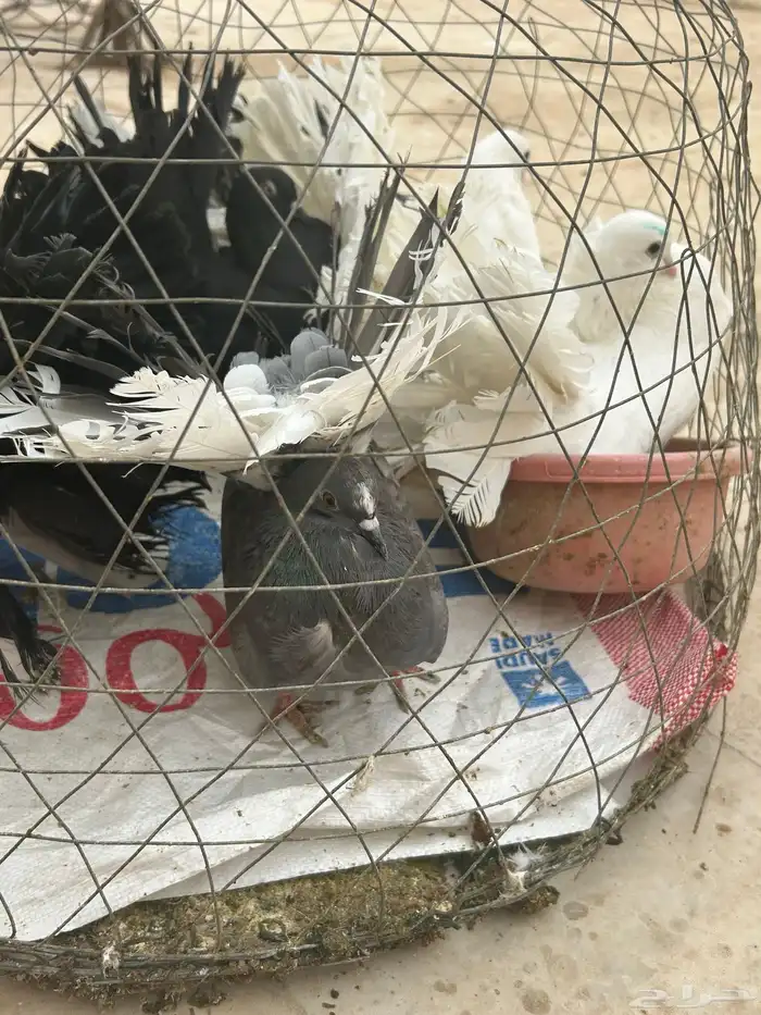 حمام رقاصي 2