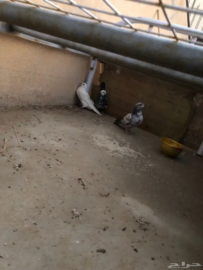 حمام للبيع 1