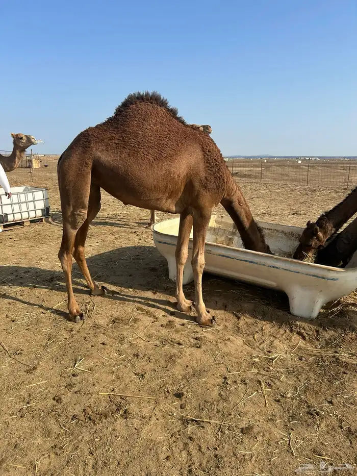 بكار سواحل خوات 6