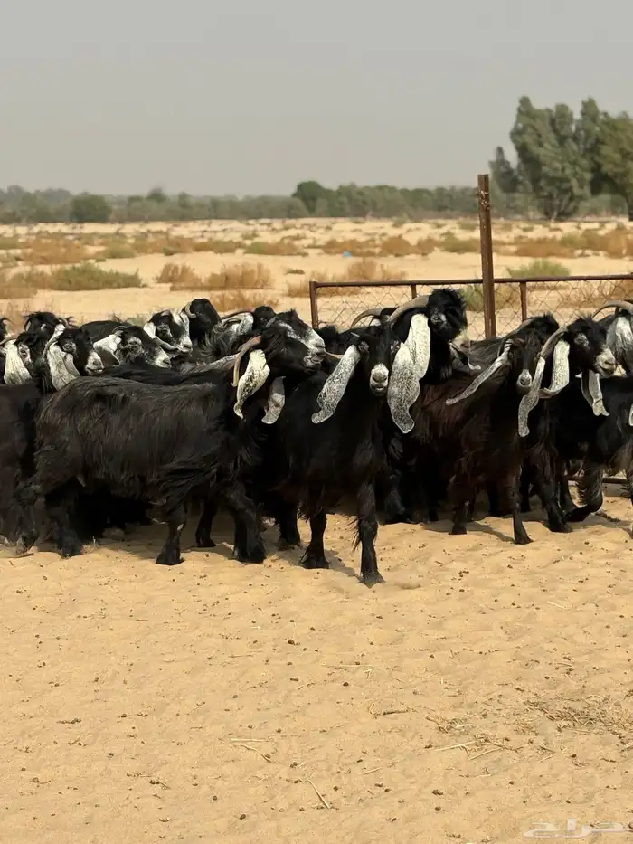 معزا عوارض 2