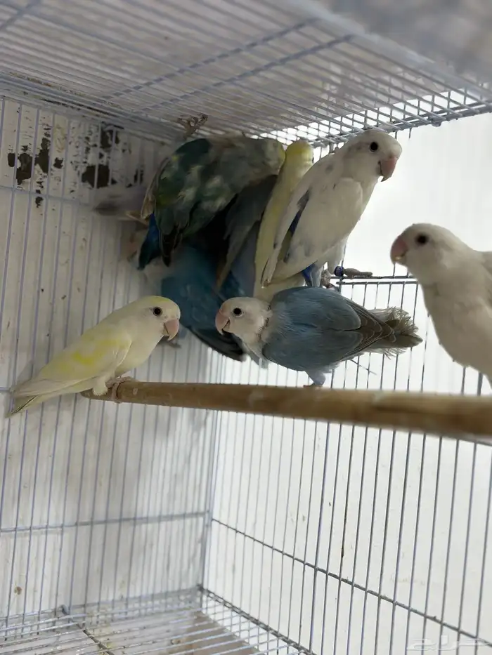 للبيع 10 حبات روز مشيولين من حضيره 2