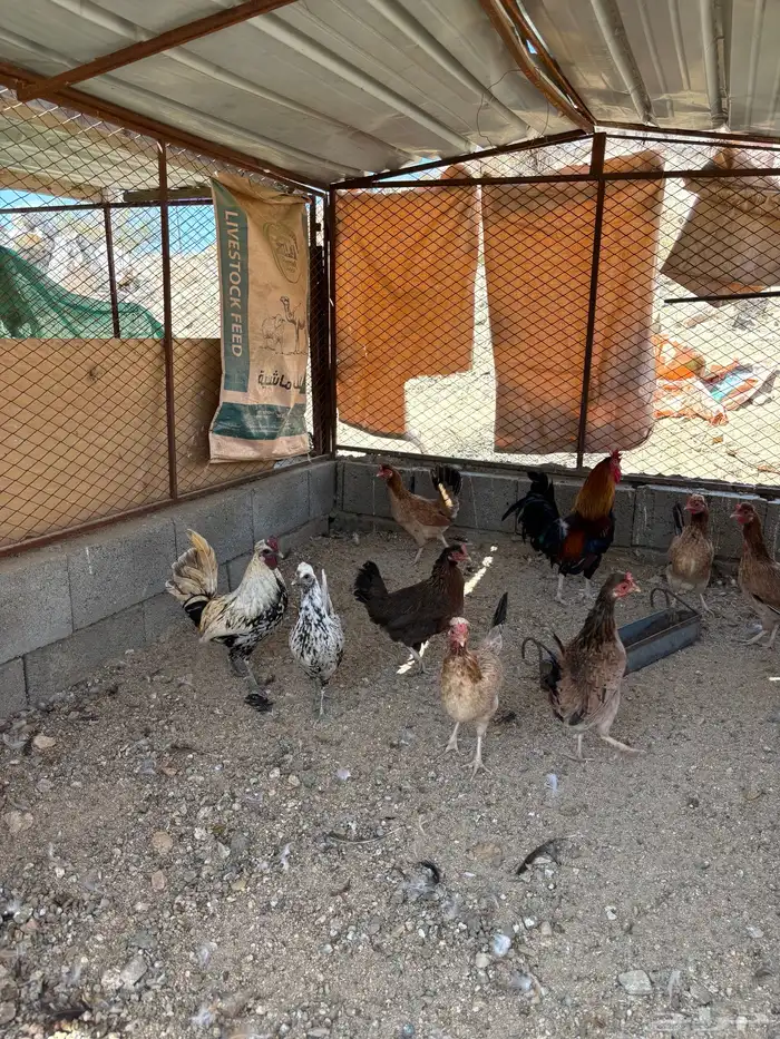 دجاج عربي افرق 8