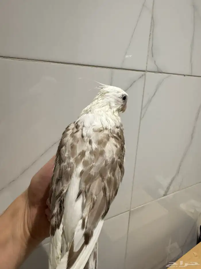 كروان بايد اليف جدا بداية فطام 2