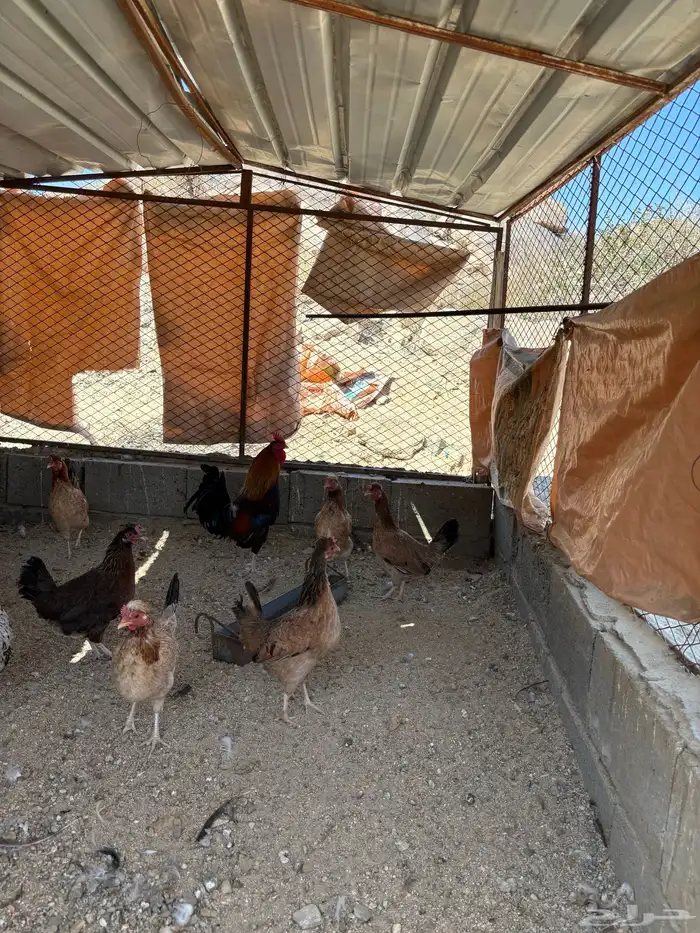 دجاج عربي افرق 6