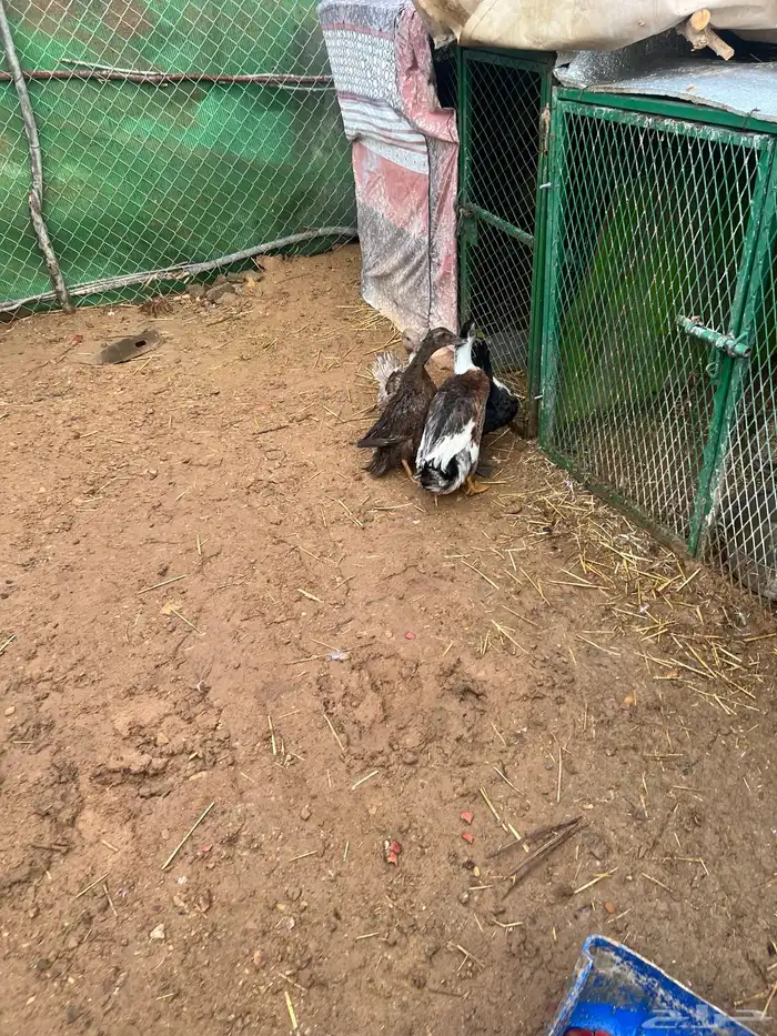 بط شرشري بياض 2