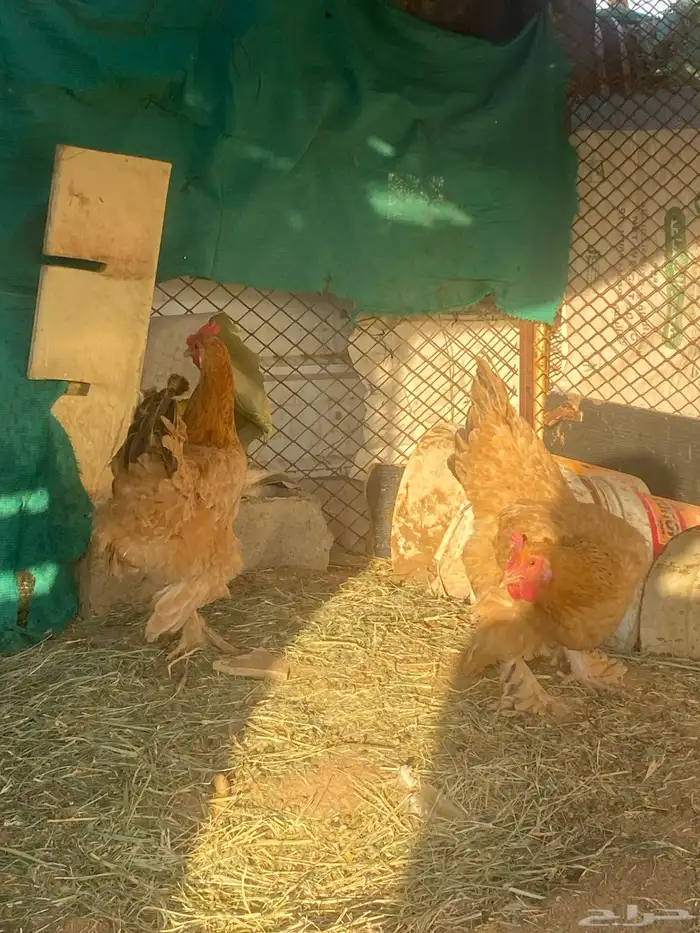 دجاج تركي للبيع بياض شرط 2