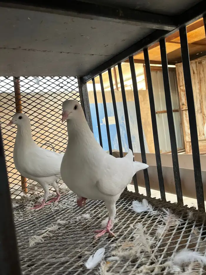 حمام زاجل هولندي 3