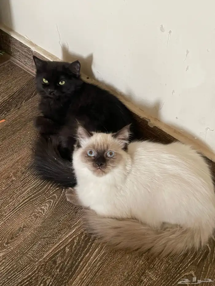 قطتين شيرازي وهملايا 1