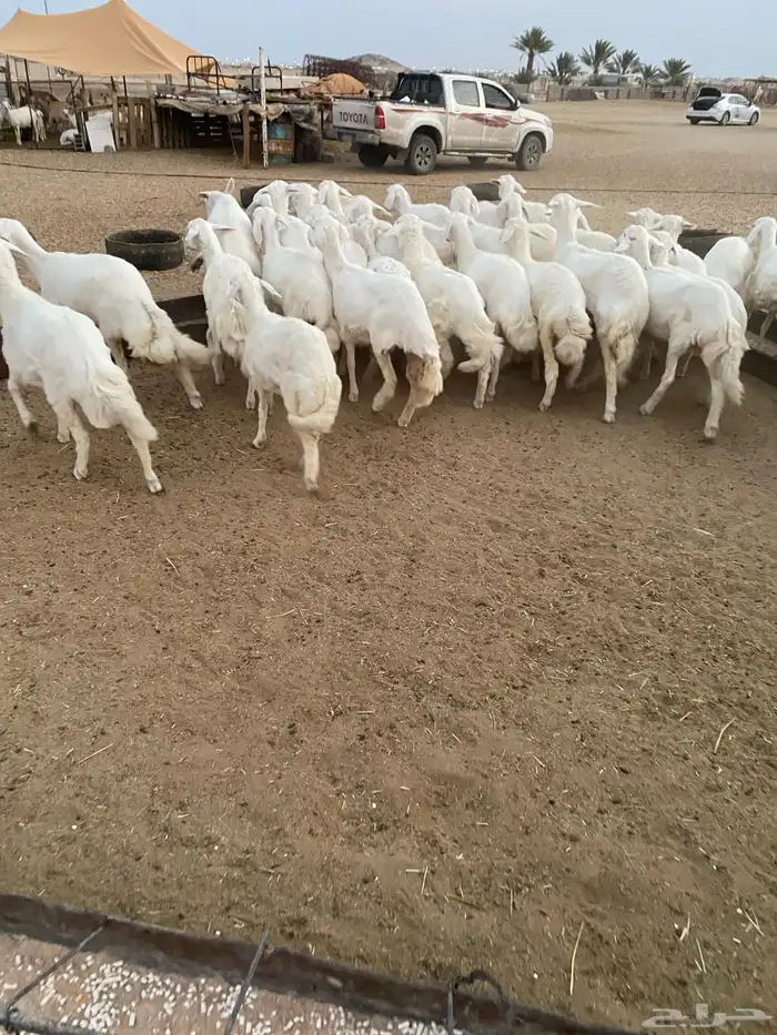 رخال للبيع بيشة 0