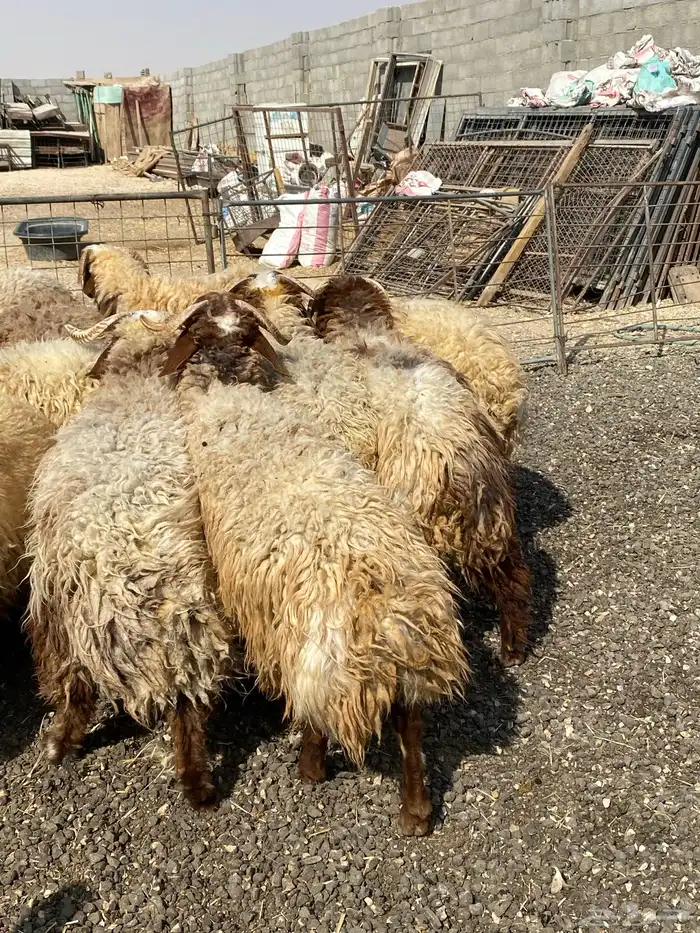 طليان نعيمي جبر ناهي 29